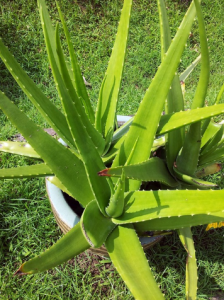 El Cultivo Ecol Gico Del Aloe Vera