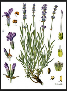 Lavanda O Espliego, Propiedades Y Usos Medicinales