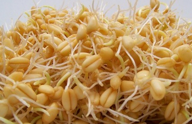Cómo consumir el germen de trigo? receta y propiedades