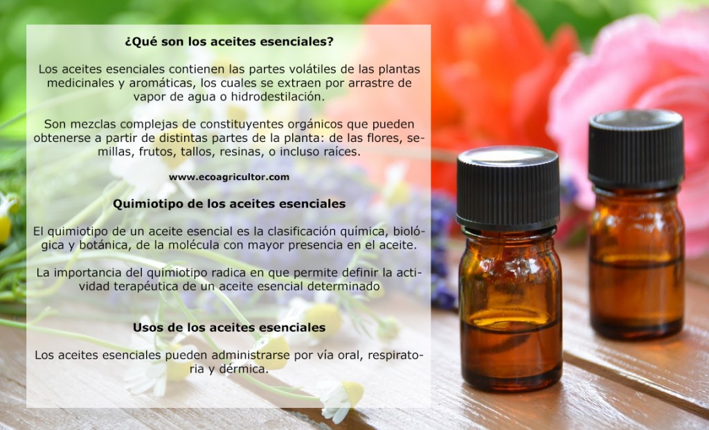 Qu Son Los Aceites Esenciales Y El Quimiotipo Tienen