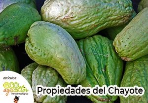 Chayote, Un Alimento Nutritivo Que Cuida Tu Salud | ECOagricultor